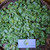 Kacang Hias (Arachis Pintoi) Pinto Peanut, 30 Grams