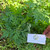 Baru Cina (Artemisia vulgaris) Mugwort, 30 Grams