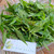 Teklan (Ageratina riparia) Mistflower, 30 Grams