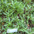 Teklan (Ageratina riparia) Mistflower, 30 Grams