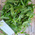 Teklan (Ageratina riparia) Mistflower, 30 Grams