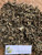 Patikan Mas (Euphorbia heterophylla), 30 Grams