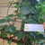 Gendola ( Basella Alba ) Malabar Spinach, 30 Grams