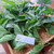 Murbei (Morus) Mulberry, 30 Gram