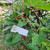 Murbei (Morus) Mulberry, 30 Gram