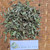 Kemangi (Ocimum Americanum) Sweet Basil, 30 Grams