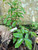 Sirsak (Annona Muricata) Soursop, 30 Grams