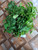 Sirsak (Annona Muricata) Soursop, 30 Grams