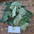 Sirih Tanah ( Piper Sarmentosum ) Wild Betel, 30 Gram