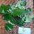 Sirih Tanah ( Piper Sarmentosum ) Wild Betel, 30 Gram