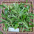 Ki tolod (Hippobroma longiflora) Kitolod - Madam Fate, 30 Grams