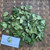 Dewandaru (Eugenia uniflora) Surinam Cherry, 30 Grams