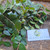 Dewandaru (Eugenia uniflora) Surinam Cherry, 30 Grams