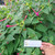 Pukul Empat ( Mirabilis Jalapa ) Four o'clock, 30 Gram