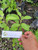 Sambung Nyawa ( Gynura Procumbens ) Longevity Spinach, 30 Gram