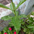 Senggugu (Rotheca serrata) Blue Fountain Bush, 30 Gram