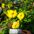 Alamanda (Allamanda cathartica) Golden Trumpet, 30 Gram