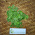 Seledri (Apium graveolens ) Celery, 30 Gram