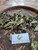 Cocor Bebek (Kalanchoe pinnata) Cathedral Bells , 30 Gram