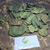 Mangkokan (Polyscias scutellaria) Shield Aralia, 30 Gram