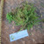 Katumpangan (Pilea microphylla) Artillery Plant, 30 Gram