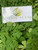 Kelor (Moringa oleifera), 30 Gram
