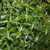 Sambiloto (Andrographis Paniculata) Green Chiretta, 30 Gram