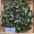 Encok (Plumbago zeylanica) Ceylon Leadwort, 30 Gram