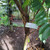 Belimbing Wuluh (Averrhoa bilimbi) Cucumber Tree