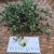 Maman lanang (Cleome rutidosperma) Fringed Spiderflower, 30 Gram