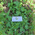 Maman lanang (Cleome rutidosperma) Fringed Spiderflower, 30 Gram