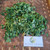 Maman lanang (Cleome rutidosperma) Fringed Spiderflower, 30 Gram