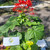 Pagoda Flower (Clerodendrum paniculatum), 30 Gram