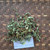 Patikan Cina (Euphorbia thymifolia) Gulf Sandmat, 30 Gram
