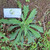Jalantir (Erigeron sumatrensis) Guernsey Fleabane, 30 Gram