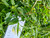 Bayam Duri (Amaranthus spinosus), 30 Gram