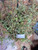 Putri Malu (Mimosa pudica) Shameplant, 30 Gram
