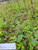 Putri Malu (Mimosa pudica) Shameplant, 30 Gram