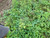 Putri Malu (Mimosa pudica) Shameplant, 30 Gram