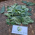 Ginseng Jawa (Talinum paniculatum) Fameflower, 30 Gram