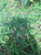 Sidaguri (Sida rhombifolia), 30 Gram