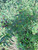Sidaguri (Sida rhombifolia), 30 Gram