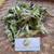 Sirih hutan (Piper aduncum) spiked pepper, 30 Grams