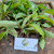 Sirih hutan (Piper aduncum) spiked pepper, 30 Grams