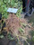 Akar Ciplukan (Physalis angulata) Dried Root, 30 Grams