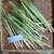 Sereh Kering - Chopped Lemongrass Dried, 30 Grams