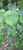 Waru (Hibiscus tiliaceus) Sea Hibiscus, 30 Grams
