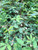 Daun Ciplukan (Physalis angulata) Dried Leaves, 30 Grams