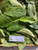 Bungur (Lagerstroemia speciosa), 30 Grams