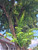 Bungur (Lagerstroemia speciosa), 30 Grams